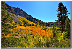 Goldilocks : timing is just right (Autumn in the Sierra Nevada)