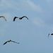 Dominican Republic, Four Pelicans in Flight