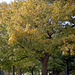 Fall Tree 1999