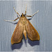 IMG 7592 Moth