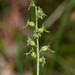 Listera cordata aka Listera cordata (Heartleaf Twayblade orchid)