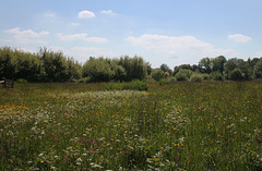 The wildflower meadow