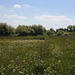 The wildflower meadow