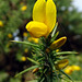 Gorse on the penultimate day of Summer