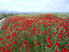 Poppy field