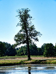 Baum am Heusteg (2 PiP)