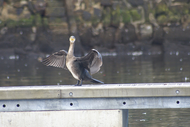 oaw - whn - cormorant 09