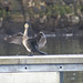 oaw - whn - cormorant 09