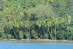 Polynésie Française, Bora Bora, Dense Forest on the Shore of the Island of To'opua