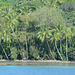 Polynésie Française, Bora Bora, Dense Forest on the Shore of the Island of To'opua