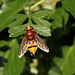 Hornet Hoverfly (Volucella zonaria or V. inanis)