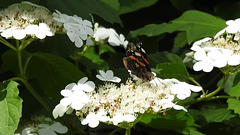 Red Admiral Butterfly (Vanessa atalanta) on Guilder Rose.