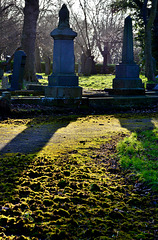Late light shadows and moss