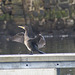 oaw - whn - cormorant 08