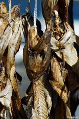 Trockenfisch in Hvammstangi (© Buelipix)
