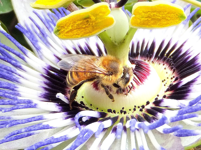 Fleißige Biene. ©UdoSm