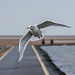 Gull in flight7