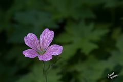 222/366: Sticky Purple Geranium Wildflower