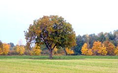 Nußbaum auf einem Feld zwischen Mutterstadt und Schifferstadt