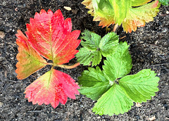 Die ersten roten Erdbeerblätter im Garten  (PiP)