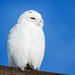 Snowy Owl front view ... finally