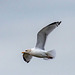 Gull in flight9
