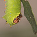 Chinese Moon Moth (Actias sinensis) caterpillar, fifth instar
