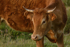 #35- Cow, Castro Marim