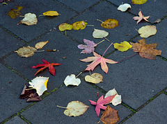 Autumn leaves of Lime, Sweetgum and Maple decorate the sidewalk