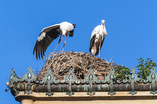 Storks (PiP)