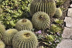 Cacti and Cyclamens – Baha’i Gardens, Haifa, Israel