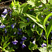 Spring Violets, Pt Pelee, Ontario