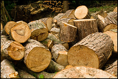 Chopped logs
