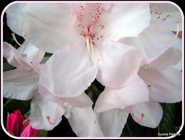 Pale Pink Blossom.