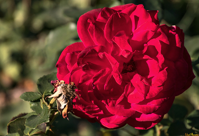 Rose im Herbst  / For Pam
