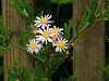 1 (92)...austria ..flower
