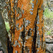 Adelaide hills Bark of a tree