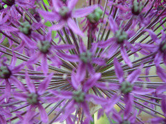 Onion-flower