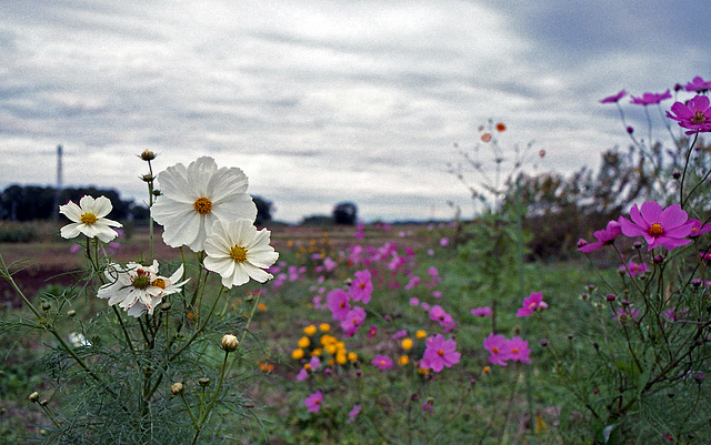 Cosmos in the early morning