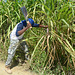 Dominican Republic, On the Sugarcane Plantation