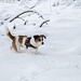 Jack Russell Terrier Clifford DSC00034