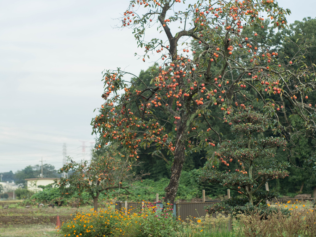 Persimmon tree and cosmos