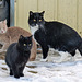 The barn cat gang