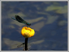 la libellule et le nénuphar jaune ( ou jaunet d' eau) .......