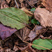 Tipularia discolor (Crane-fly orchid) leaves