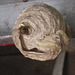oaw[b&w] - wasp nest {1 of 5}
