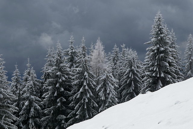 Winterwald am Berghang