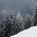 Winterwald am Berghang