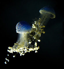 Ozean-Pilze / Ocean Mushrooms (PIP)