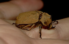 Beetle EF7A5128